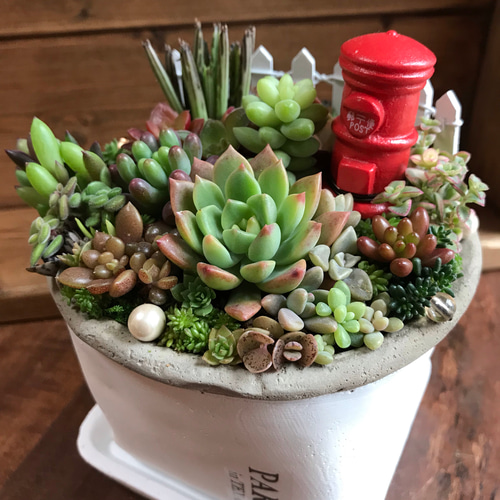 再々…販【手紙ver.2＊】§多肉植物 寄せ植え§箱庭仕立て＊セダム