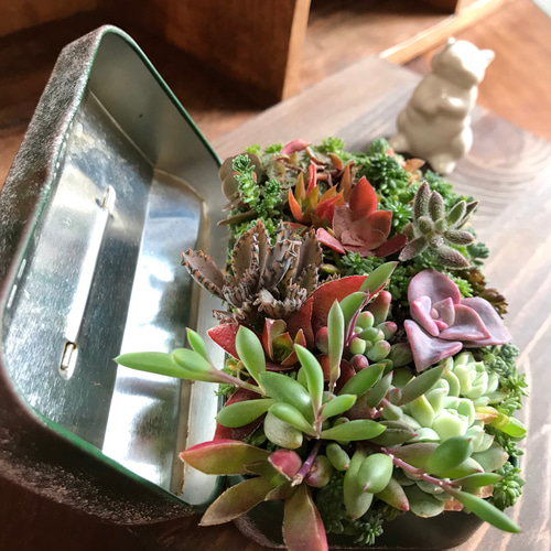 多肉植物寄せ植え　そのまま飾れる　ブリキバッグ型プランター☆* 8fc0f552fa3baa6c1ddd1dadd774a8