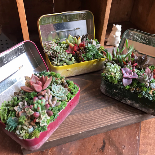 ちっちゃな工具箱寄せ＊グリーン】§多肉植物寄せ植え§工具箱＊ブリキ  