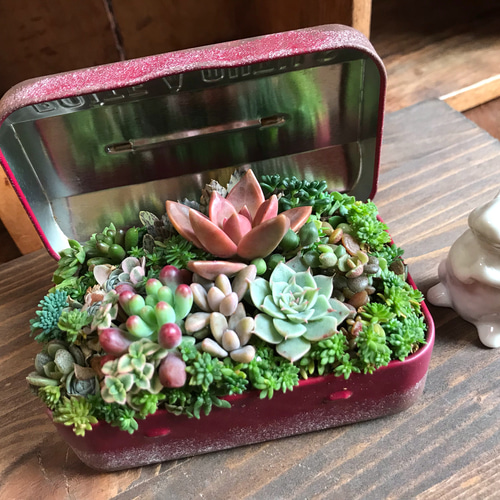 リメイク鉢49☆多肉植物☆寄せ植え☆インテリア 多肉植物観察☆新作リメイク鉢に多肉の寄せ植え - りらくら