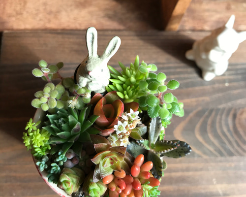 多肉植物 寄せ植え 木箱 ちまちま寄せ ステンシル オリジナル 虹の玉 多肉植物 寄せ植え 木箱 ちまちま寄せ ステンシル オリジナル 虹