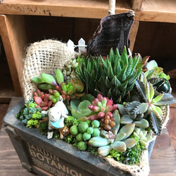 しあわせな、いちにち。⌘多肉植物の寄せ植え⌘セダム＊アンティーク調