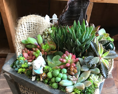 かぎ編み ハンドメイド 多肉植物の寄せ植え インテリア ナチュラル雑貨 かぎ編み ハンドメイド 多肉植物の寄せ植え インテリア