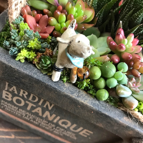 しあわせな、いちにち。⌘多肉植物の寄せ植え⌘セダム＊アンティーク調