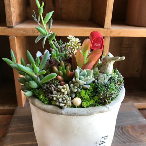 お返事、まだかな？』リメ缶プレゼントキャンペーン中！＊多肉植物