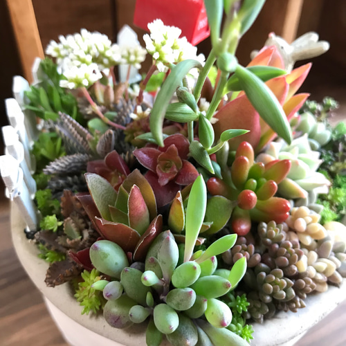 お返事、まだかな？』リメ缶プレゼントキャンペーン中！＊多肉