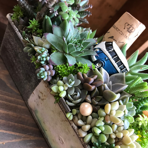 ☆多肉植物 寄せ植え〜リメ缶チェーン寄せ〜☆ ガーデニングの季節到来