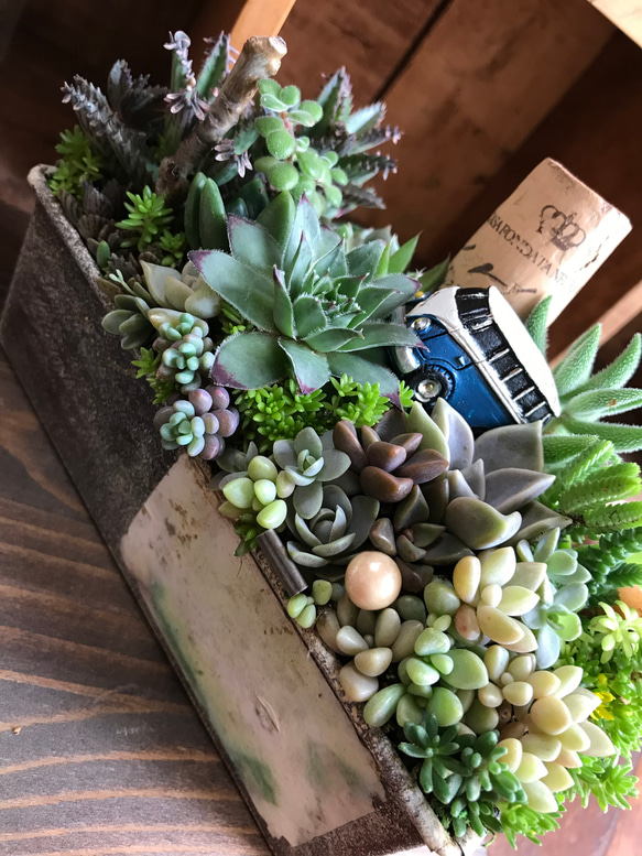 青いバスに乗って】多肉植物 寄せ植え＊箱庭仕立て＊セダム＊リメ缶