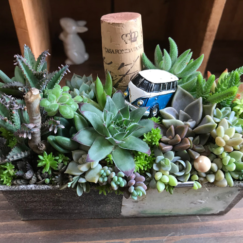 青いバスに乗って】多肉植物 寄せ植え＊箱庭仕立て＊セダム＊リメ缶
