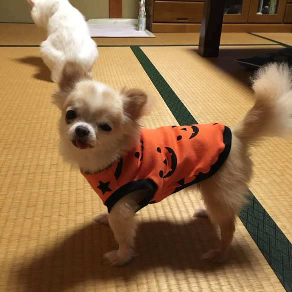 ハロウィンタンク 4枚目の画像