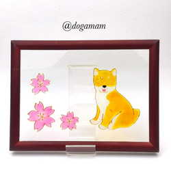 DOG.AM ガラスフレーム　柴犬　赤柴　さくら　桜 サクラ 1枚目の画像