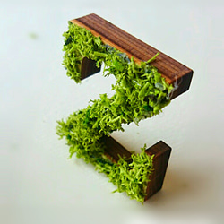 木製字母對象（苔蘚）5 厘米“Z”x 1 點 第2張的照片