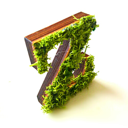 木製字母對象（苔蘚）5 厘米“Z”x 1 點 第3張的照片