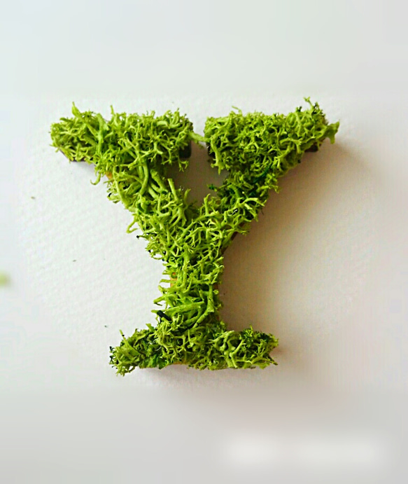 木製字母對象（苔蘚）3厘米“ Y” x 1 第1張的照片