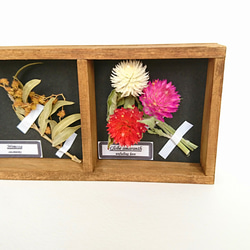 植物標本
ミニサイズ 3連ボックス
ドライフラワー
(千日紅・ミモザ・ラベンダーver.) 2枚目の画像