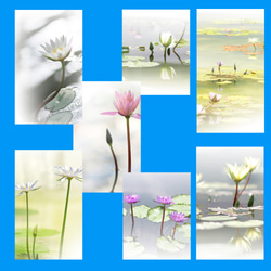一筆箋”睡蓮”、水辺の睡蓮の花の写真を使った一筆箋 1枚目の画像