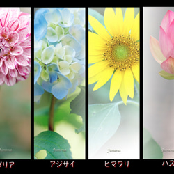 １６種類のお花の”しおり” 1枚目の画像