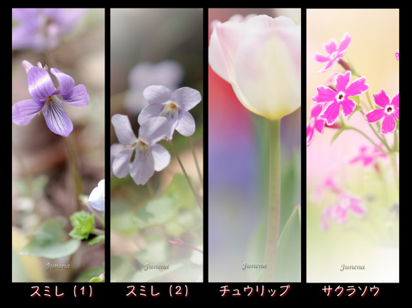 １６種類のお花の”しおり” 2枚目の画像