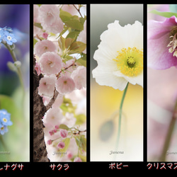 １６種類のお花の”しおり” 3枚目の画像