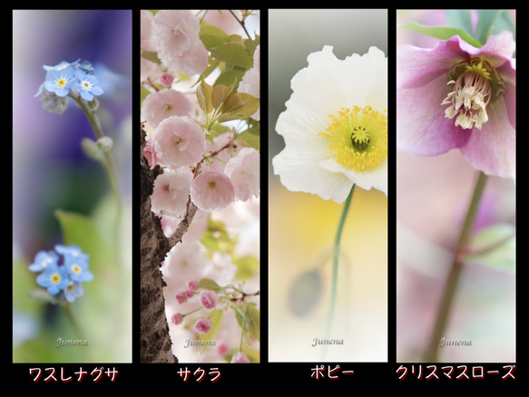 １６種類のお花の”しおり” 3枚目の画像
