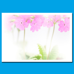ピンクの桜草のお手紙セット 1枚目の画像