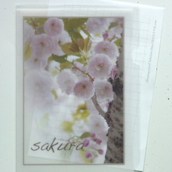 満開の八重桜のA5ノート、メモノート、しおり、クリアファイル 5枚目の画像