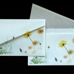 黄秋桜のお手紙セット 3枚目の画像
