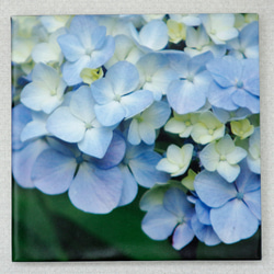 お部屋を彩る紫陽花のパネル（青、水色、白） 2枚目の画像