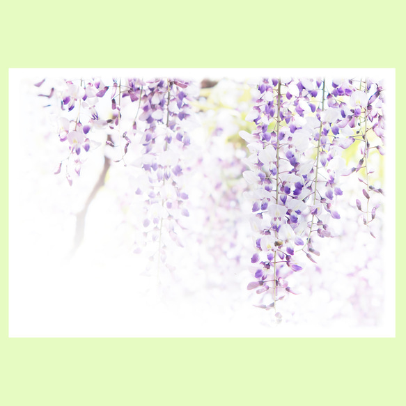 藤のお手紙セット 封筒・便せん 花のささやき 通販 5914684｜Creema
