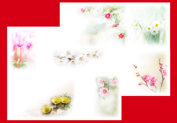 『Creema限定』年賀状にも使える冬のお花の写真葉書『2』,福寿草、椿、梅、シクラメン、水仙 1枚目の画像