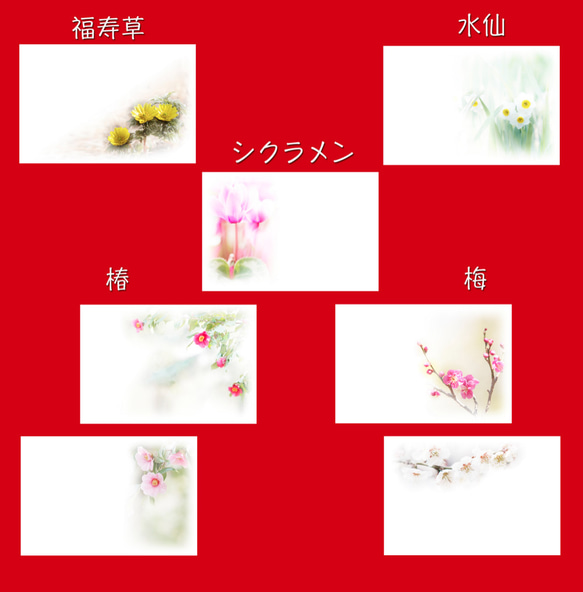 『Creema限定』年賀状にも使える冬のお花の写真葉書『2』,福寿草、椿、梅、シクラメン、水仙 2枚目の画像