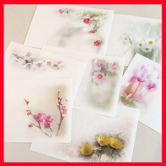 『Creema限定』年賀状にも使える冬のお花の写真葉書『2』,福寿草、椿、梅、シクラメン、水仙 3枚目の画像