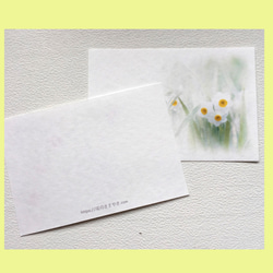 『Creema限定』年賀状にも使える冬のお花の写真葉書『2』,福寿草、椿、梅、シクラメン、水仙 4枚目の画像