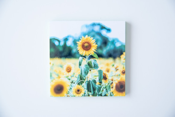SQU4RE-スクエア-【太陽の花】おうちを彩るフォトタイル 9枚目の画像