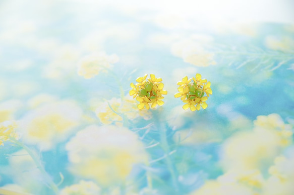 【菜の花-Full*Bloom-】春を着飾るイヤリング※飾れるフォトパネル付！ 1枚目の画像