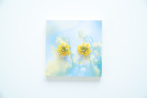 【菜の花-Full*Bloom-】春を着飾るイヤリング※飾れるフォトパネル付！ 4枚目の画像