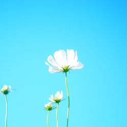 ましかくフォトパネル 3枚組【青空】 7枚目の画像