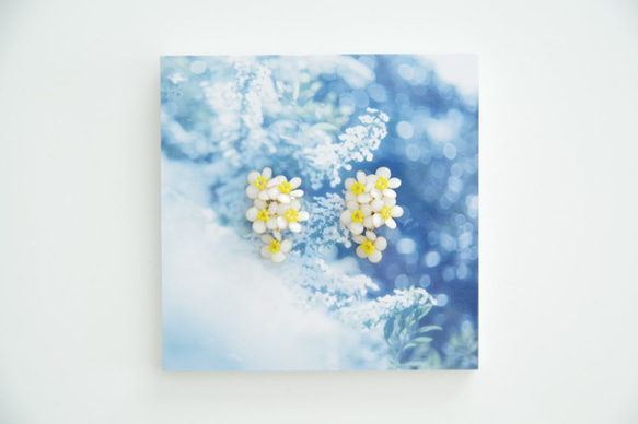 【雪柳-Full*Bloom-】春を着飾るイヤリング※飾れるフォトパネル付！ 2枚目の画像