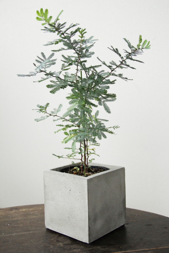 四角いコンクリート鉢 一輪挿し・花瓶・花器 きつね植物雑貨店