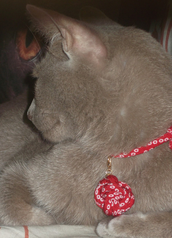 ちりめん紐の猫の首輪。お正月のおめかしに。 7枚目の画像