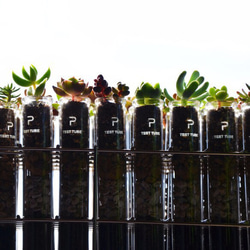 マイクロ多肉植物の試験管ポット3本セット 3枚目の画像