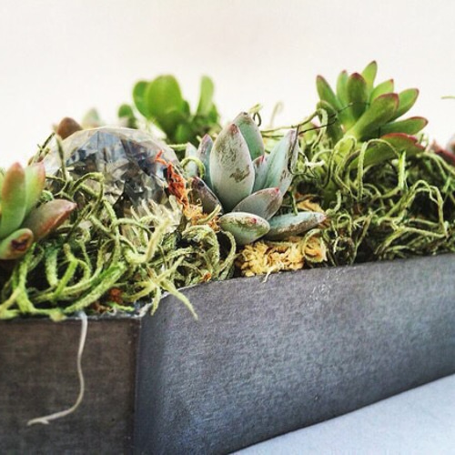 多肉植物 大きめ 緑と青の鉢*2 多肉植物 大きめ 緑と青の鉢*2 多肉植物 大きめ 緑と青の鉢*2