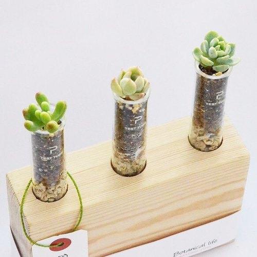 マイクロ多肉植物の試験管3連ポットA 一輪挿し・花瓶・花器 botanical