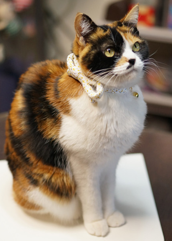 【猫用・３サイズから選べる】江戸猫首輪リボン付き（金欄青に桜） 5枚目の画像