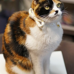 【猫用・３サイズから選べる】江戸猫首輪リボン付き（金欄紫に桜） 6枚目の画像