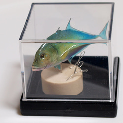 魚のミニオブジェ/ケース入りのカスミアジ 6枚目の画像
