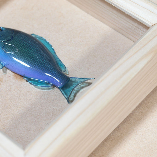 フィッシュアートボックス(メジナ)/魚の額 立体・オブジェ -kozakanaya
