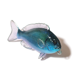 魚全身アクセサリー/ホールフィッシュストラップ（メジナ） 4枚目の画像