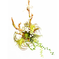 父の日ギフトにおすすめ！［送料無料］エアプランツフェイクグリーンとかすみ草飾り 造花 インテリア 男性 観葉 5枚目の画像