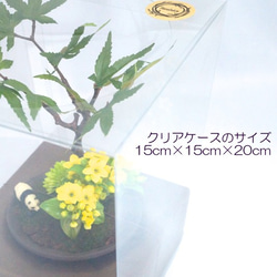 黄色カランコエとパンダのミニフェイク盆栽 7枚目の画像